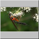 Dolichomitus messor - Schlupfwespe w02h 30mm - OS-Hellern Wiese det06.jpg